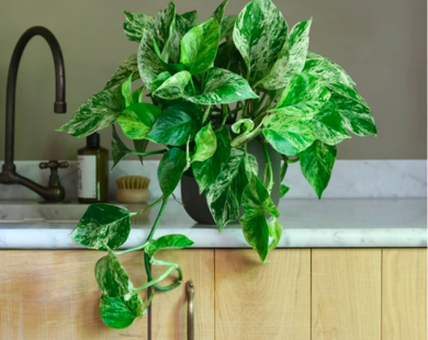 6 loại cây cảnh dễ trồng cho căn hộ thiếu ánh sáng