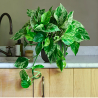 6 loại cây cảnh dễ trồng cho căn hộ thiếu ánh sáng