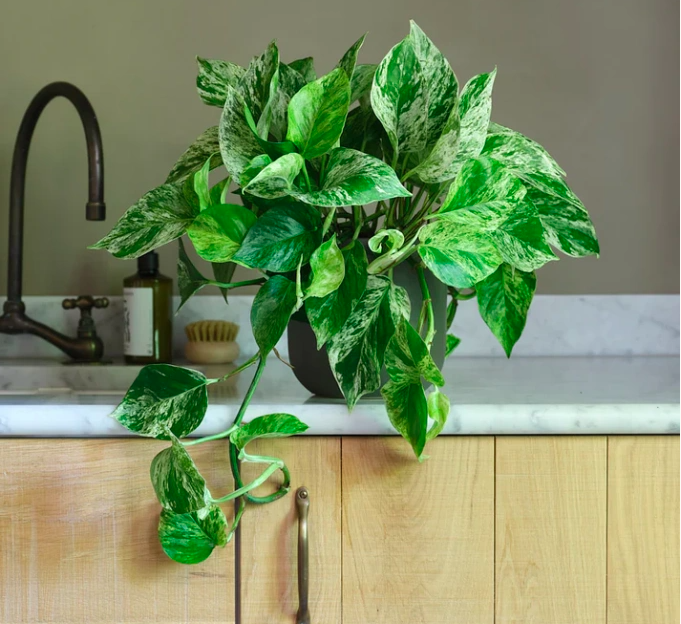 6 loại cây cảnh dễ trồng cho căn hộ thiếu ánh sáng