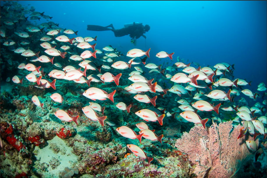 Hơn cả một kỳ nghỉ: Centara hé lộ những trải nghiệm văn hóa và thiên nhiên sống động tại Châu Á và Maldives